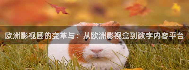 新视觉4080影视大全